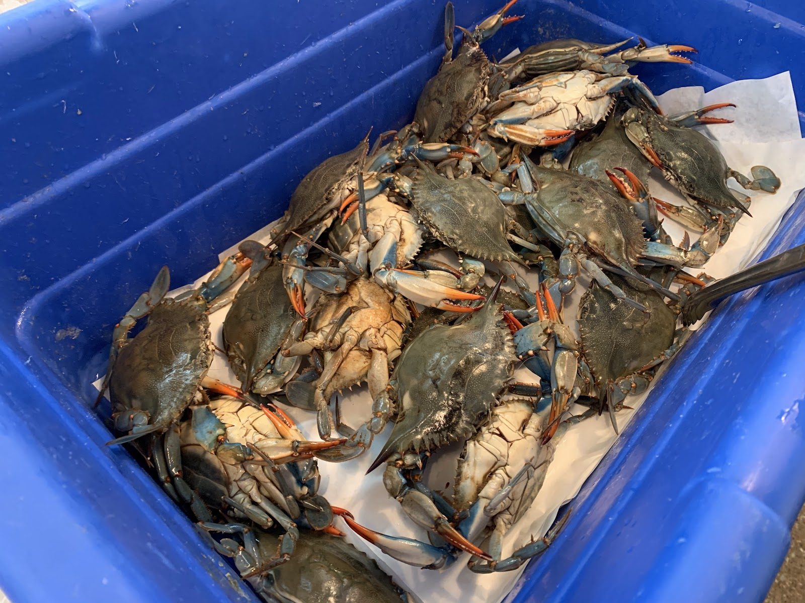 Live blue crabs