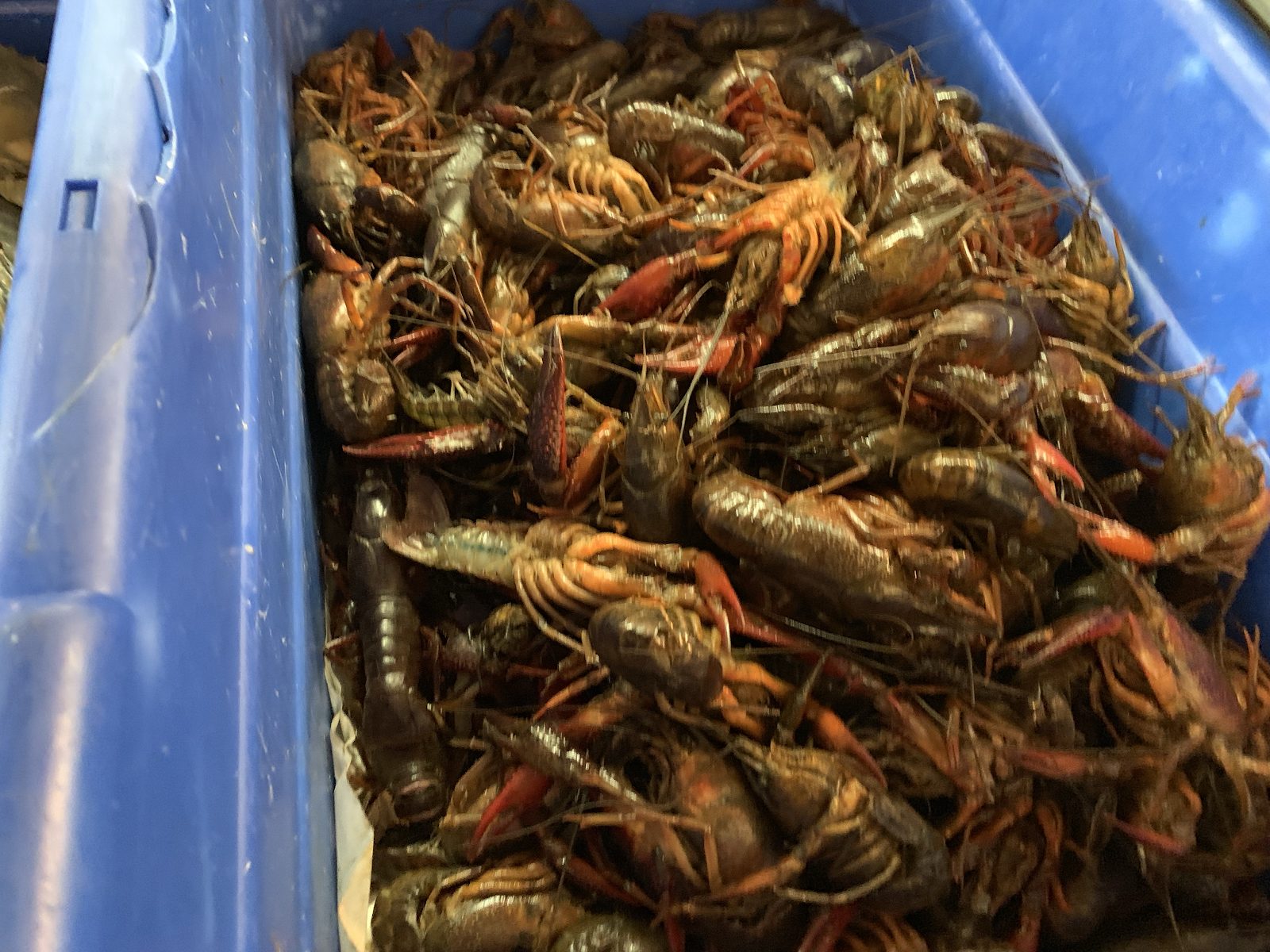 Live crawfish