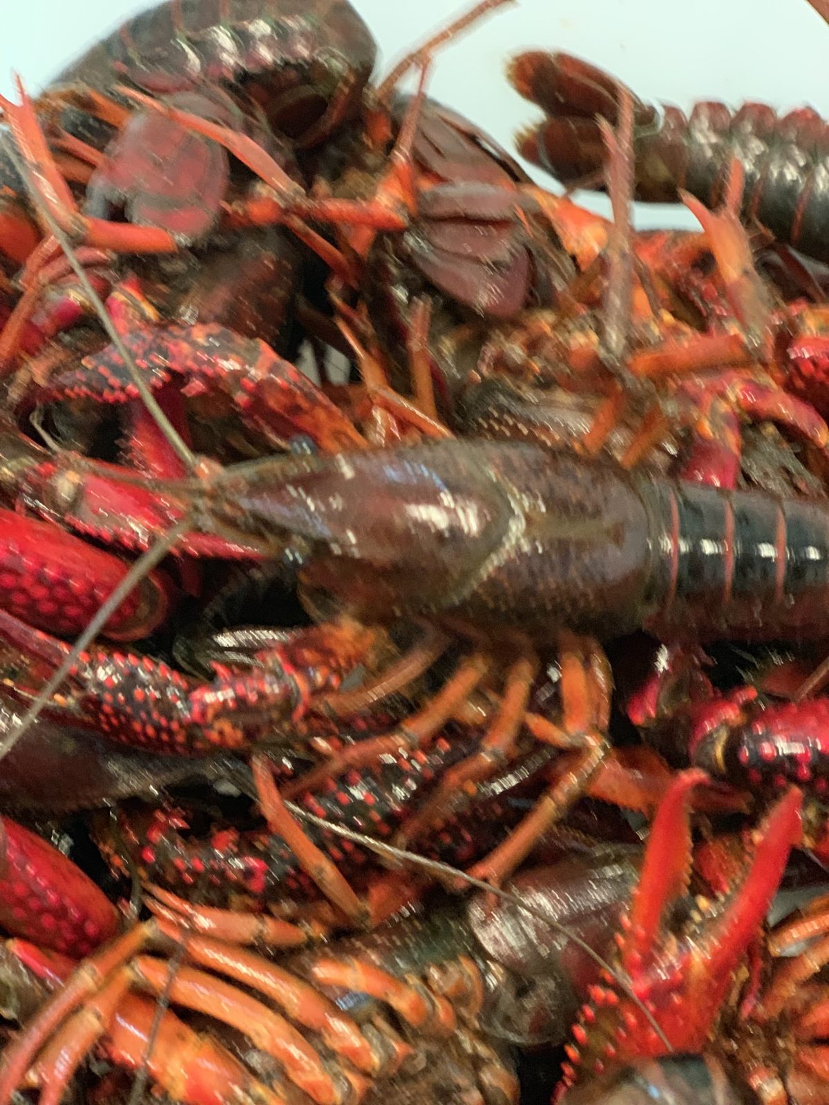 Lobsters