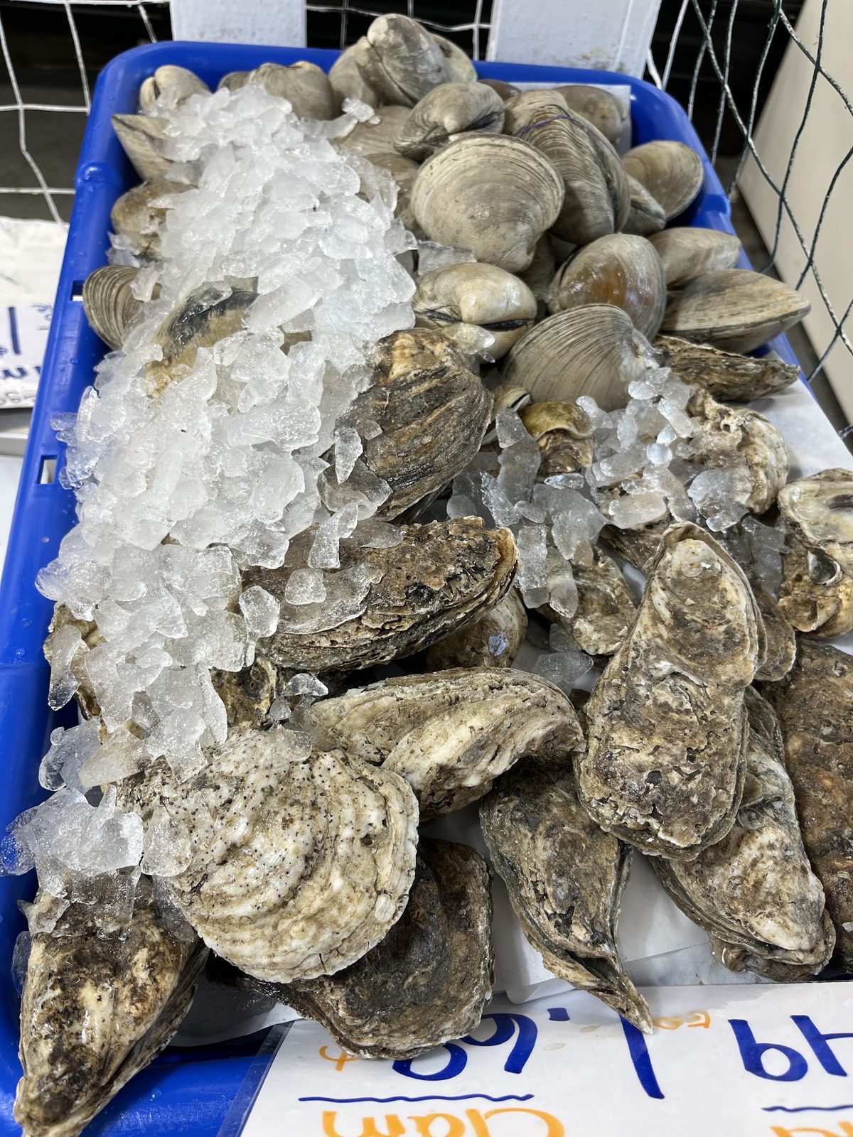 Oysters on ice