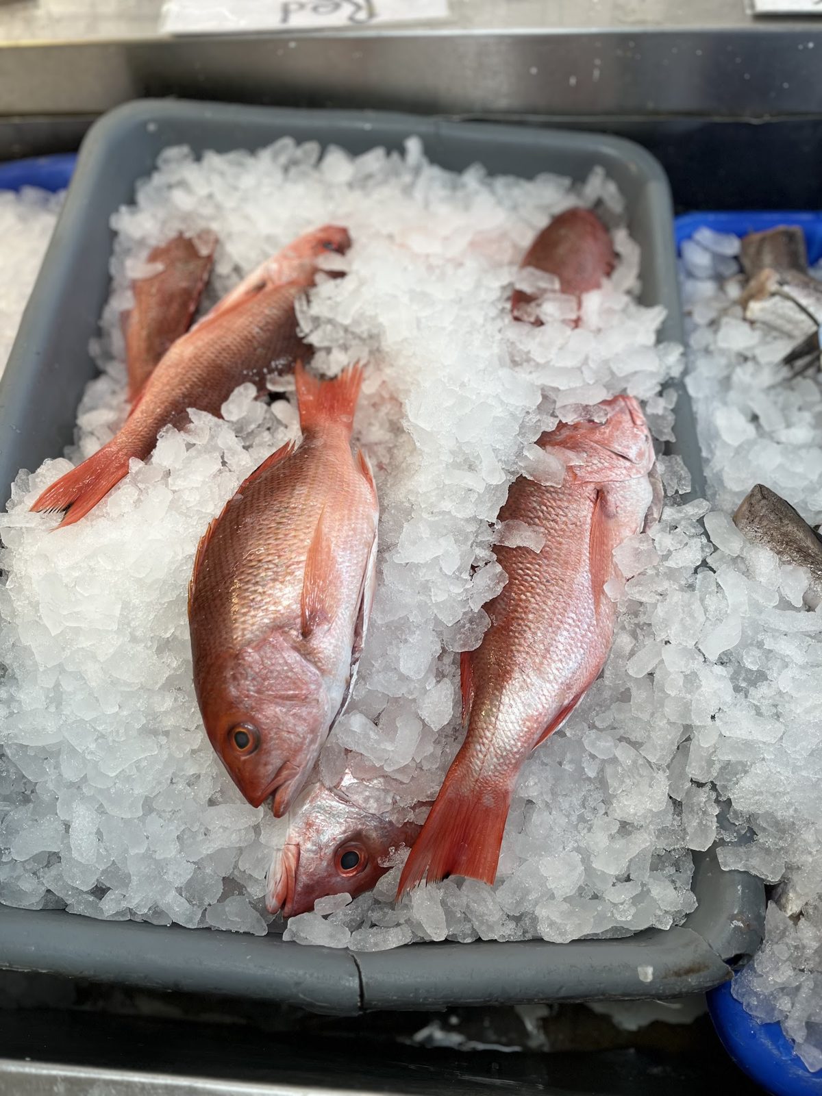 Red snapper on ice